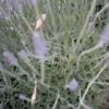 cosmic-slop2-19_0021