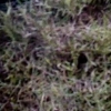 cosmic-slop2-19_0037