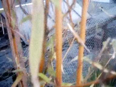 cosmic-slop2-19_0007