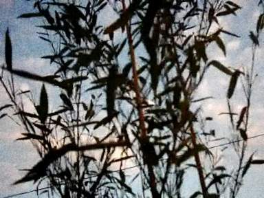 cosmic-slop2-19_0010