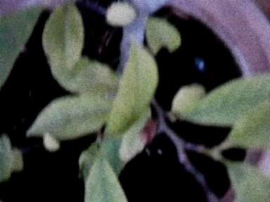 cosmic-slop2-19_0040