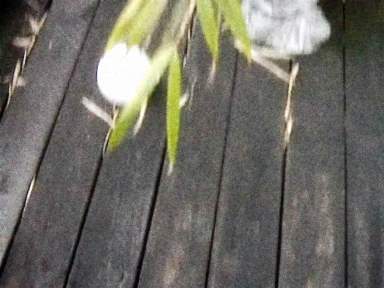 cosmic-slop2-19_0045